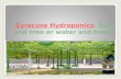 Syracuse hydroponics 2