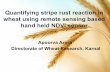 Quantifying Stripe Rust Reaction in Wheat Using Remote Sensing Based Hand-held NDVI Sensor