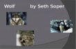 Wolf          by seth soper