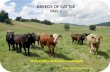 Breeds of cattle part 2