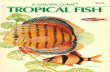 Tropical Fish - A Golden Guide