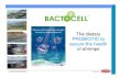Bactocell Shrimp Hatchery 2011