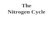 Nitrogen cycle - Honors only 2.04