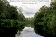 Carbon Dynamics of Peatswamp Forest