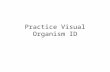 Practice Visual Organism ID Merged
