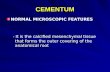 4 Cementum and Alveolar Bone