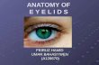 Anatomy of Eyelids