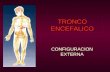 16- TRONCO ENCEFALICO-1