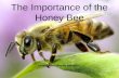 Honey Bee Presentation Final