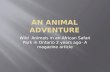 An animal adventure  senior b`