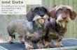 Dachshunds and data: Developing a tool to help dog breeders predict genetic risks