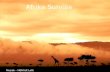 Afrika Sunrise- Jantjebeton
