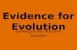 Evidence for evolution animation