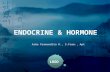 Endocrine & Hormone