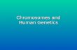 Lecture Chromsomes and Human Genetics Fall 2013