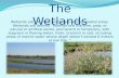 The wetlands