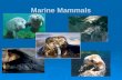 Marine Mammals Long Island