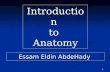 Introduction to anatomy