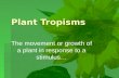 Tropism 2013 - 7th grade