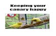 How to keep your pet canary bird healthy