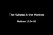 The Wheat and The Weeds