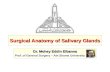 Surgical Anatomy of Salivary Glands