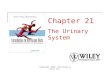 Lecture 2 the urinary system