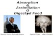 Absorption of Digested Food!