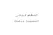 What's an ecosystem in arabic  by redouane boulguid