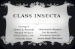 Class Insecta - Order Leptidoptera and Order Odonata
