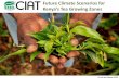 Future climate scenarios for kenyan tea farmers  presentation