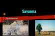 Matthew's Savanna Biome