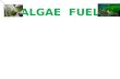 Ppt on Algae Fuel