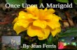 Once Upon a Marigold   irp