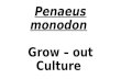 Penaeus monodon grow out culture