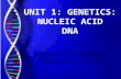 Unit 1 genetics nucleic acids dna(2)
