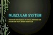 Muscular system(idsn)