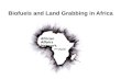 AAN Biofuels and Land Grabbing
