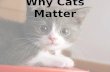 Why Cats Matter - A presentation on brand journalism