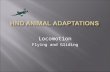 Locomotion   Flying And Gliding
