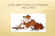 How are fossils & energy related