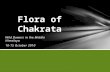 Flora of Chakrata