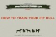 How to train your pit bull