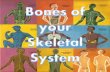 Bones of your Skeletal System