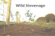 Wild Stevenage