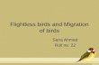Flightless birds and Migration of birds