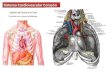 Corazón Anatomía