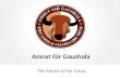 Amrut Gir Gaushala - A Mission to Nurture Gir Cow and Build Healthier Society