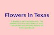 Flowers in Texas