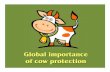 Cow protection